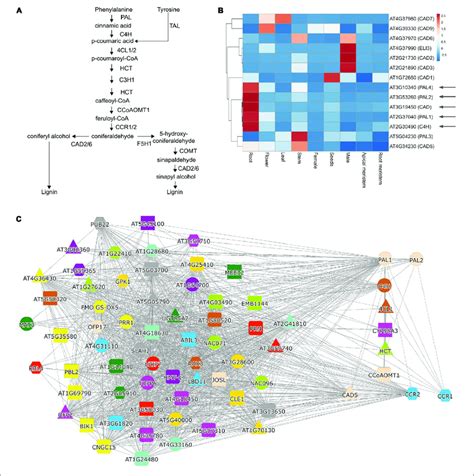 Analysis Of Lignin Biosynthesis With Expression Clustering And