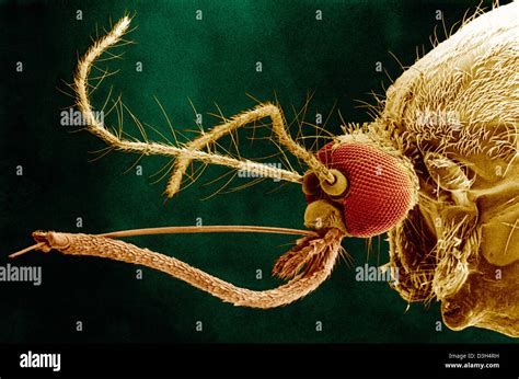 MOSQUITO, SEM Stock Photo - Alamy