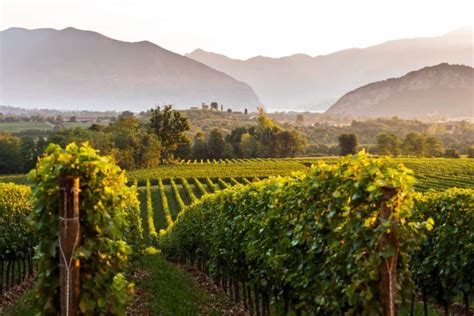 Franciacorta The Region The Method The Wine Sommcon