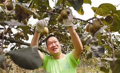 獼猴桃迎來採摘期，采前、采中、采後這樣做，減少損耗耐存儲 每日頭條