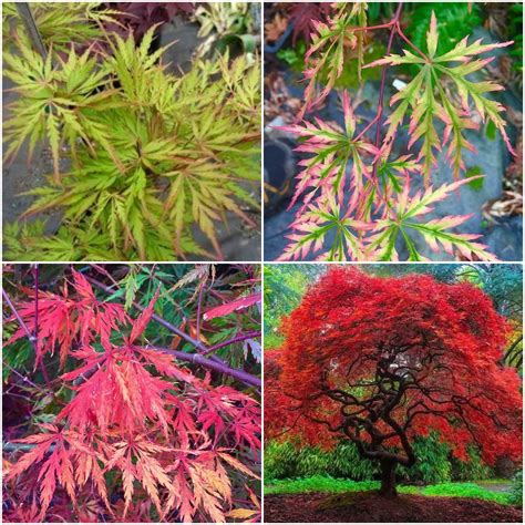 Autumn Fire Weeping Japanese Maple Tree 3 Year Old Live Plant Ships