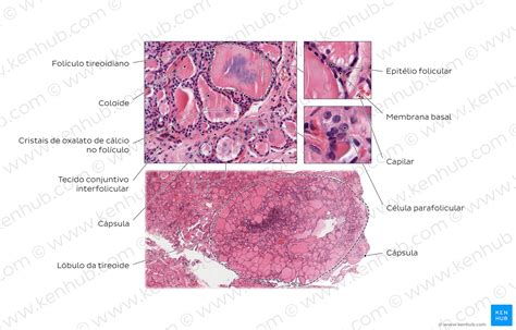 Gl Ndula Tireoide Anatomia Histologia E Fun O Kenhub Hot Sex Picture