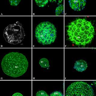 Cells Do Not Undergo Apoptosis During Follicular Morphogenesis Of Ciona