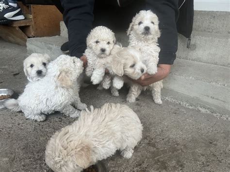 Pui Bichon Maltez Mini Toy Bacau Olx Ro