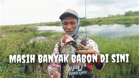 NGERI LAMA SURUT JADI BANYAK BABON NYA YouTube