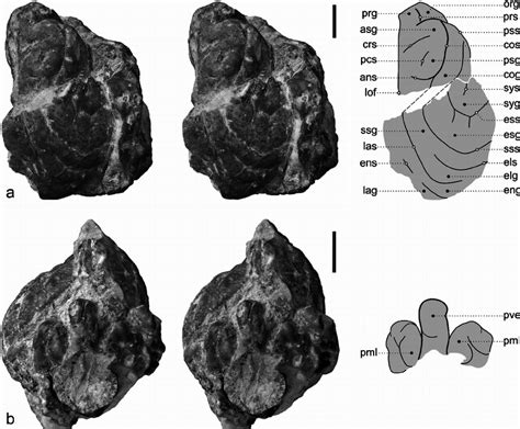 Dorsolateral A And Caudal B Views Of The Endocranial Cast Mz Download Scientific Diagram