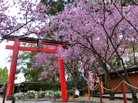 Auburn Botanic Gardens | Botanical gardens, Japanese garden, Garden