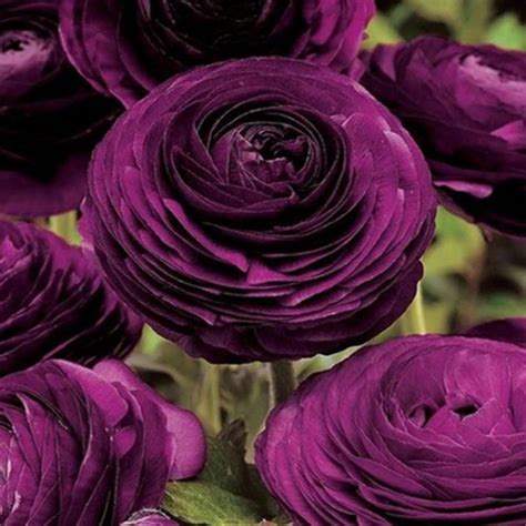 Multi Color Ranunculus Asiaticus Flower Seeds Pcs Pack