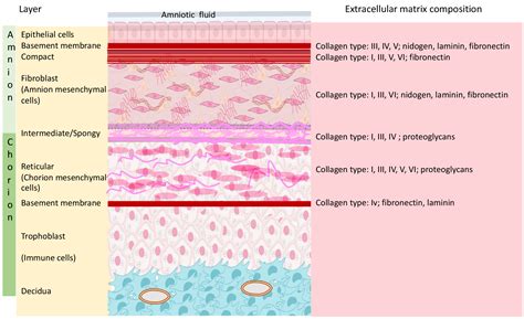 New Insights On The Biomechanics Of The Fetal Membrane