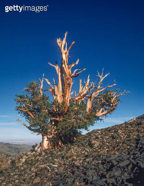 Pinus Longaeva Great Basin Bristlecone Pine Intermountain Bristlecone