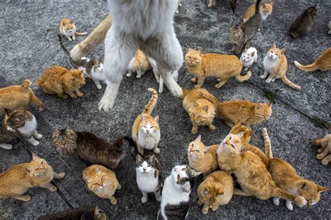 Japan Aoshima Island Overrun By Cats