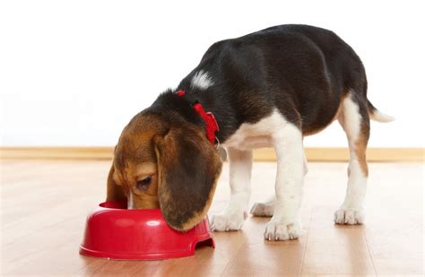 The Perfect Beagle Diet - Maryland Pet