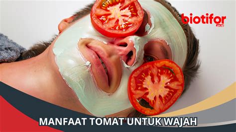 Manfaat Tomat Untuk Wajah Rahasia Kulit Cantik Yang Alami Biotifor