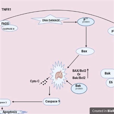 Role Of Hpv Oncoprotein E In Cell Cycle Deregulation E And E Are