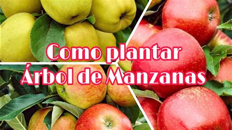 Como Plantar Rbol De Manzanas Injertadas Youtube