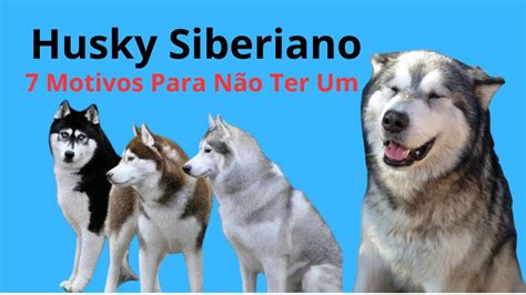 Husky Siberiano 7 Motivos Para Não Ter Um YouTube