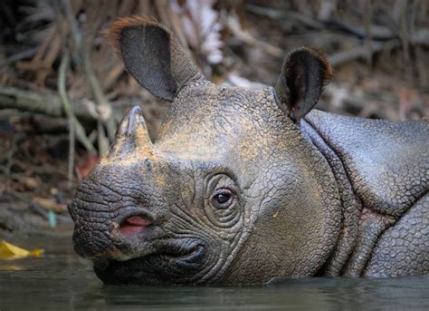 Javan rhinoceros | Population, Habitat, & Facts – Rhove