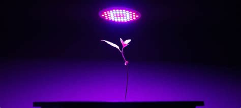 Équivalence watt LED bien choisir votre LED horticole