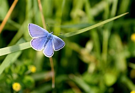 Azulado Mariposa Mariposas Foto Gratis En Pixabay