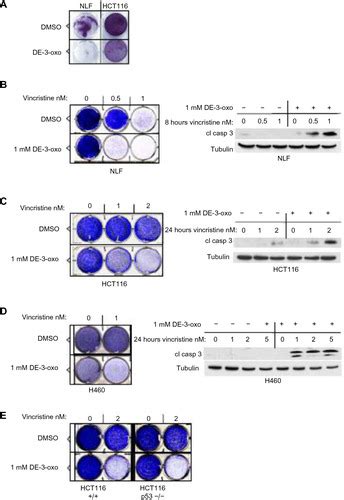 Full Article The 2 Oxoglutarate Analog 3 Oxoglutarate Decreases