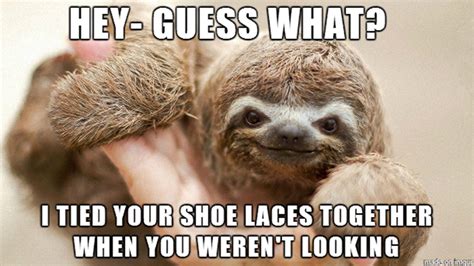 The 8 Best Sloth Memes