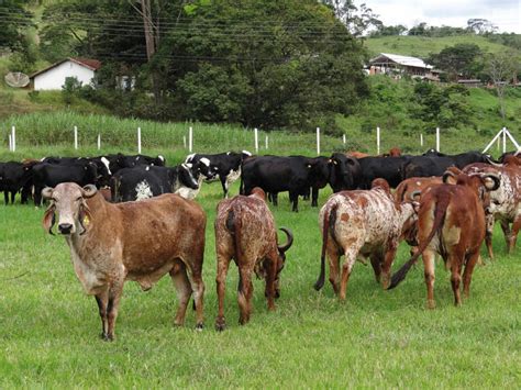 Monitoramento Da Dissemina O Gen Tica Do Rebanho Leiteiro No Estado Do