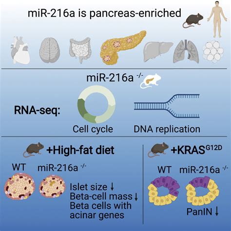 Deletion Of Pancreas Specific Mir 216a Reduces Beta Cell Mass And