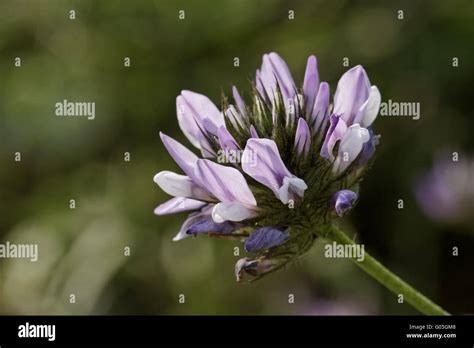 Bituminaria Bituminosa Arabischen Erbse Pitch Dreiblatt