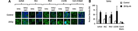 Nuclear Expression Of TPPII In Most Cell Lines Is Increased By