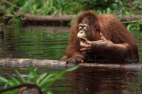 Orangutan Facts - Save the Orangutan