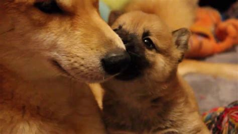 Cuántos cachorros puede tener un Shiba Inu Blog de ADOPTA un Animal