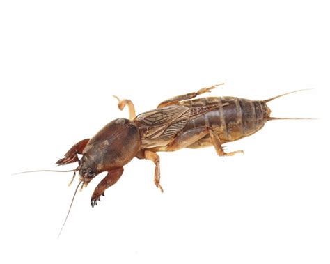 What Are Crickets And How To Control Them In Your Garden Yates