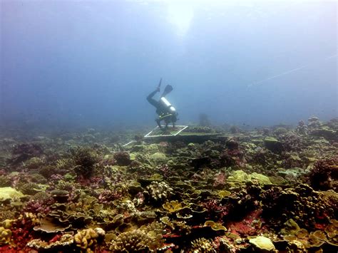 Surfacing The Science For Ocean Protection Reflections From A Diver