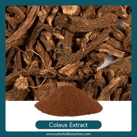 Manufacturer of Coleus Forskohlii Extract | Coleus Roots Extract