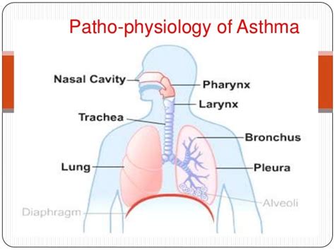 Pathophysiology Of Asthma