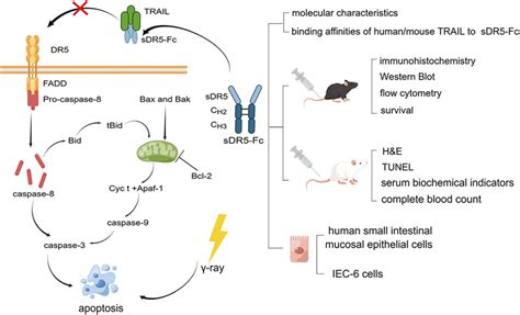 Frontiers Blocking Trail Dr5 Signaling Pathway With Soluble Death