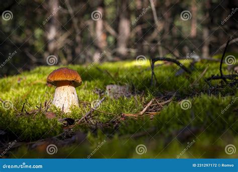 Brown Cap Porcini Mushroom Grow In Nature Stock Photo Image Of Autumn