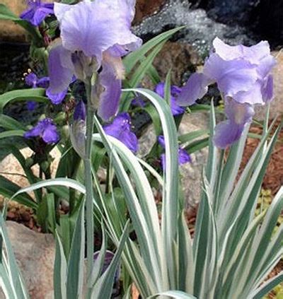 Iris Pallida Argentea Variegata & Iris Pallida Eurea Variegata Hardy ...