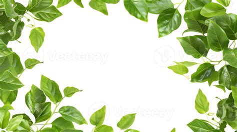 Greenery Border Transparent Background 46303935 PNG