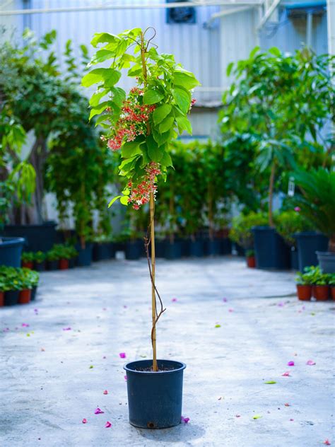 Rangoon Creeper Jasmine Online Outdoor Plants