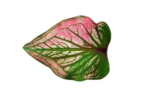 Beautiful Caladium Bicolor Leaves 20952235 PNG