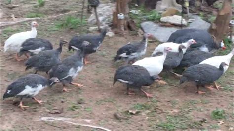 Guinea Fowl And Guinea Fowl Keets Youtube