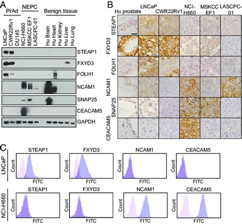 Validation Of Candidate Prostate Cancer Subtype Specific Cell Surface