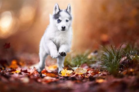 Actif Et Heureux Exercices Essentiels Pour Le Pomsky Royaume Des