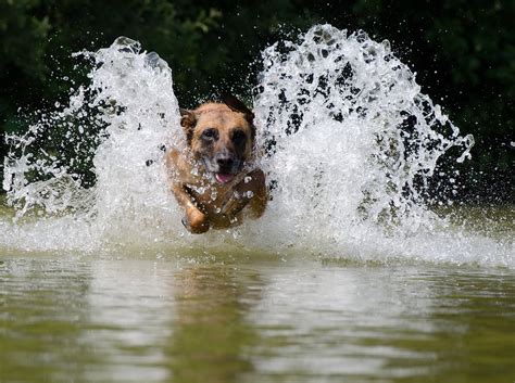 Free Belgian Malinois Malinois Images Pixabay