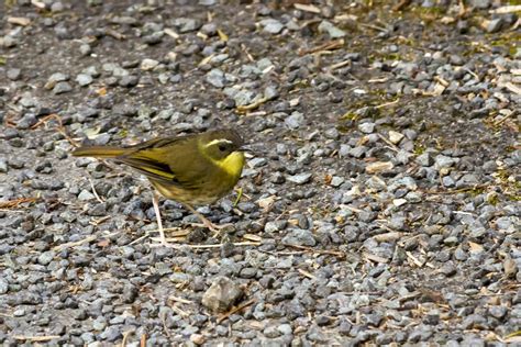 Yellow Throated Scrubwren From O Reilly Qld Australia On August