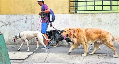 Maltrato Animal Padrón no sataniza a paseadores de perros en CDMX