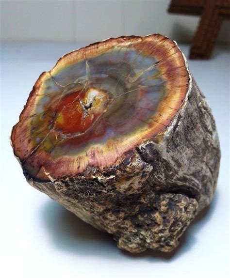 Petrified wood | #Geology #GeologyPage Geology Page www.geologypage.com | Cristais minerais ...