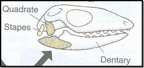 Bio Types Of Jaw Attachment Diagram Quizlet