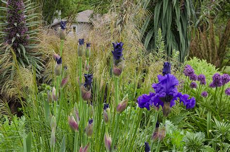 Linda Cochrans Garden Stipa Gigantea